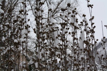 La grande nevicata del 2012