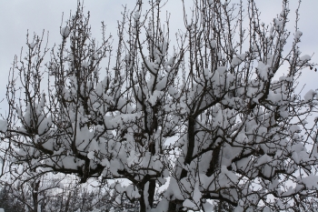 La grande nevicata del 2012