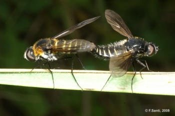Fotografia naturalistica