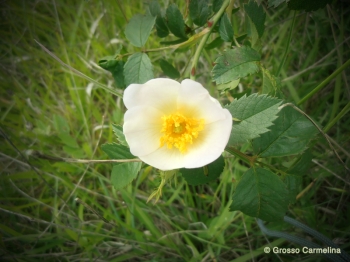 Rosa canina
